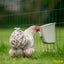 Comedero de plástico V-FEEDER 0,6kg para aves - PECFARM